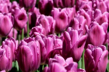 Bahar çiçekleri açan parlak leylak laleler güneş tarafından aydınlatılıyor.