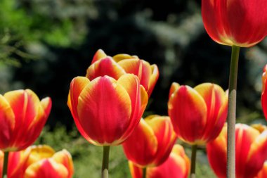 Parlak kırmızı açan bahar çiçekleri. laleler güneş tarafından parıl parıl aydınlatılıyor.