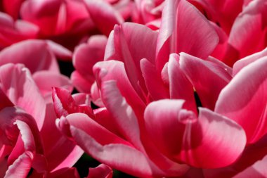 Parlak kırmızı açan bahar çiçekleri. laleler yakın plan güneş tarafından aydınlatılıyor.