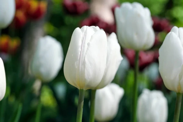 Leuchtend Weiße Blühende Frühlingsblumen Tulpen Hell Von Der Sonne Erleuchtet — Stockfoto