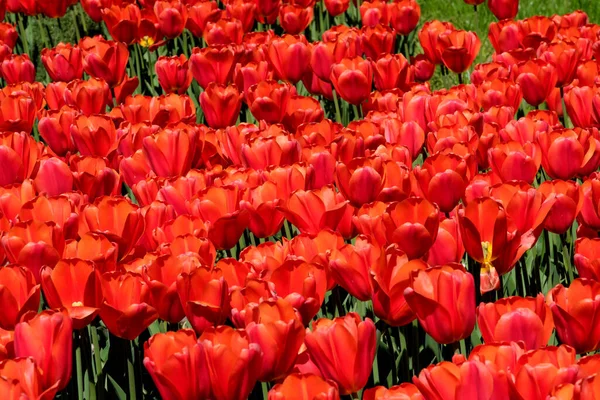 Bright Red Blooming Spring Flowers Tulips Brightly Lit Sun — Stockfoto