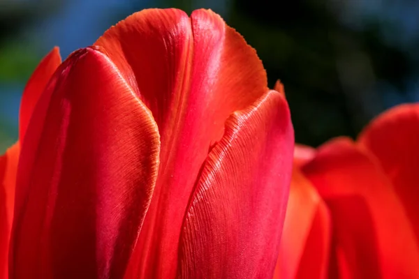 Flor Vermelha Brilhante Flores Primavera Tulipas Brilhantemente Iluminado Pelo Sol — Fotografia de Stock