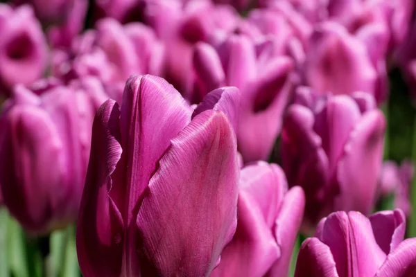 Bright Lilac Blooming Spring Flowers Tulips Brightly Lit Sun — Stock Photo, Image