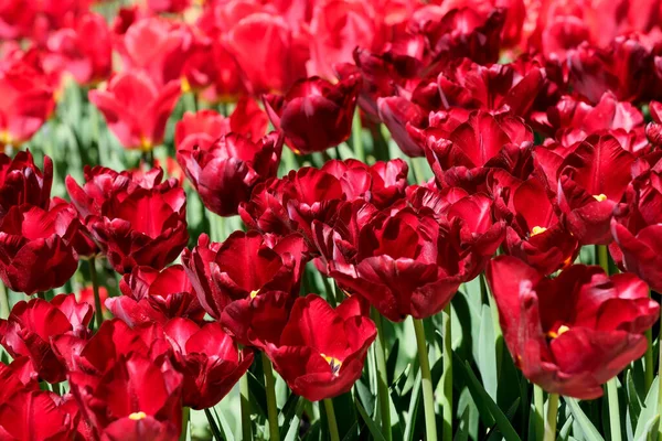 Bright Red Blooming Spring Flowers Tulips Brightly Lit Sun — Stock Photo, Image