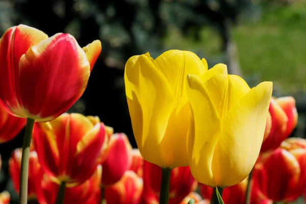 Leuchtend Bunte Blühende Frühlingsblumen Tulpen Hell Von Der Sonne Erleuchtet — Stockfoto