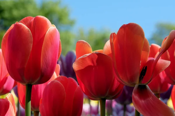 Bright Red Blooming Spring Flowers Tulips Brightly Lit Sun — Stock fotografie