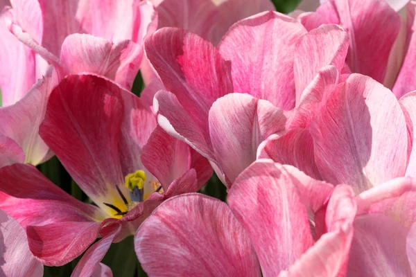 Flor Rosa Brillante Flores Primavera Tulipanes Brillantemente Iluminados Por Sol — Foto de Stock