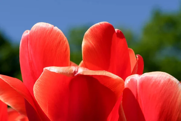 Flor Vermelha Brilhante Flores Primavera Tulipas Brilhantemente Iluminado Pelo Sol — Fotografia de Stock