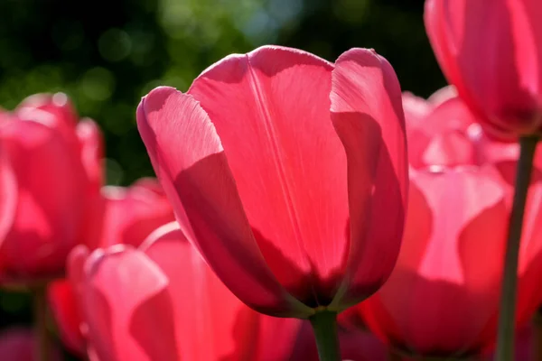 Bright Red Blooming Spring Flowers Tulips Brightly Lit Sun Close — Stock fotografie