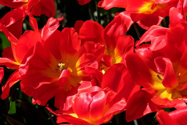 Bright Red Blooming Spring Flowers Tulips Brightly Lit Sun Close — Stock fotografie