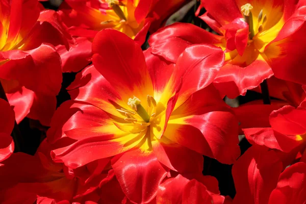 Jasně Červené Kvetoucí Jarní Květiny Tulipány Jasně Osvětlené Sluncem Zblízka — Stock fotografie