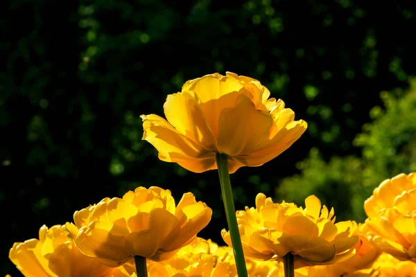 Bright Yellow Blooming Spring Flowers Tulips Brightly Lit Sun — Foto Stock