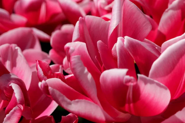 Parlak kırmızı açan bahar çiçekleri. laleler yakın plan güneş tarafından aydınlatılıyor.