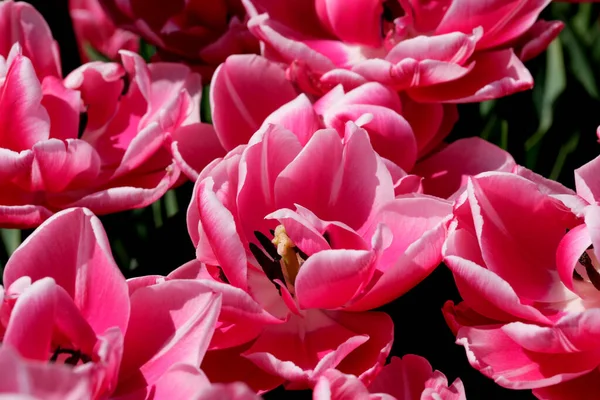 Flor Vermelha Brilhante Flores Primavera Tulipas Brilhantemente Iluminado Pelo Sol — Fotografia de Stock