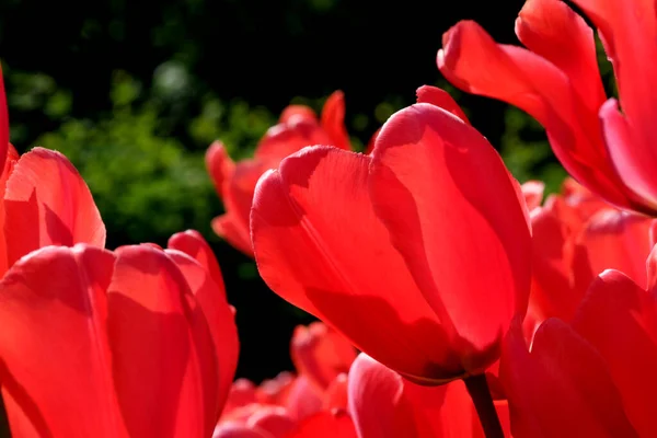 Jasně Červené Kvetoucí Jarní Květiny Tulipány Jasně Osvětlené Sluncem Zblízka — Stock fotografie