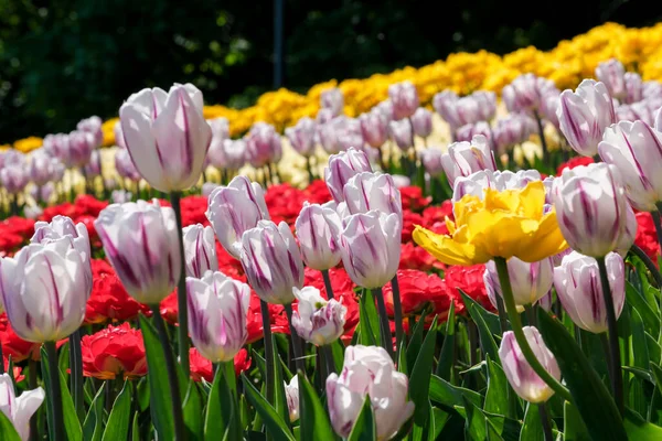 Bright Multi Colored Blossoming Spring Flowers Tulips Brightly Lit Sun — Stockfoto