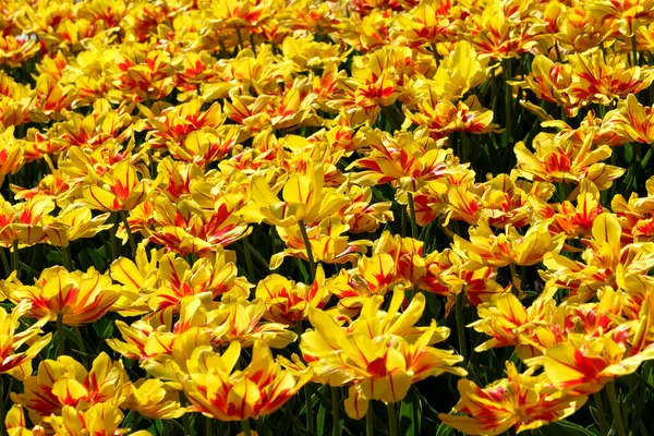 Яскраво Жовто Червоні Квітучі Весняні Тюльпани Яскраво Освітлені Сонцем — стокове фото