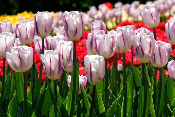 Bright Multi Colored Blossoming Spring Flowers Tulips Brightly Lit Sun — Stockfoto