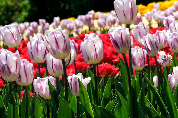 Leuchtend Bunte Blühende Frühlingsblumen Tulpen Hell Von Der Sonne Erleuchtet — Stockfoto