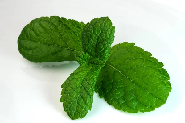 Young Shoots Leaves Aromatic Peppermint White Mirror Background Close Macro — Stock Photo, Image