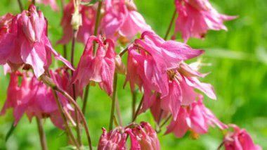 Yeşil doğal arka plan güzel bahçe çiçekleri pembe çan çiçekleri parlak bahar günü