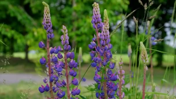 Yeşil Doğal Arka Plan Güzel Bahçe Çiçekleri Parlak Bir Bahar — Stok video
