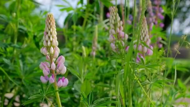 Yeşil Doğal Arka Plan Güzel Bahçe Çiçekleri Parlak Bir Bahar — Stok video