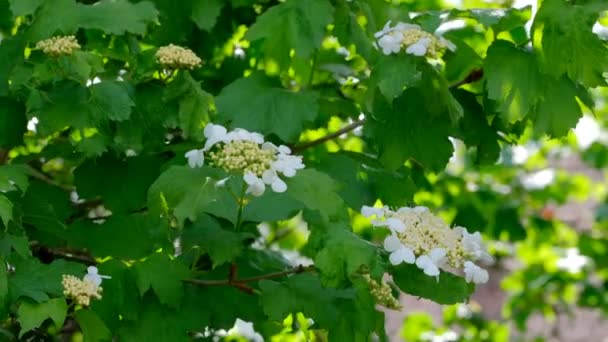 緑の自然ビデオ背景明るい春の日に赤いビブラム低木の美しい庭の花 — ストック動画