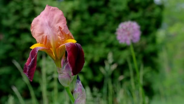Verde Natural Video Fondo Hermoso Jardín Flores Iris Brillante Día — Vídeo de stock