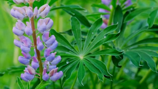 Grüne Natürliche Video Hintergrund Schönen Garten Blumen Lupinen Einem Hellen — Stockvideo