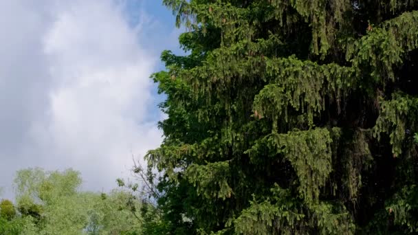 Verde Natural Vídeo Fundo Bela Floresta Conífera Paisagem Dia Primavera — Vídeo de Stock