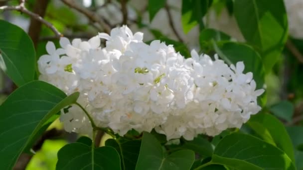 Verde Natural Video Fondo Hermoso Jardín Flores Blanco Lila Brillante — Vídeos de Stock