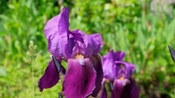 Verde Natural Video Fondo Hermoso Jardín Flores Iris Brillante Día — Vídeo de stock