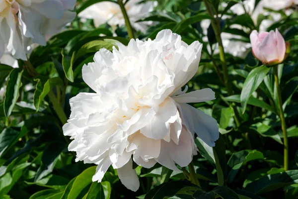 Witte Pioenroos Bloeit Close Macro Fotografie Bloemen Helder Bloemen Achtergrond — Stockfoto