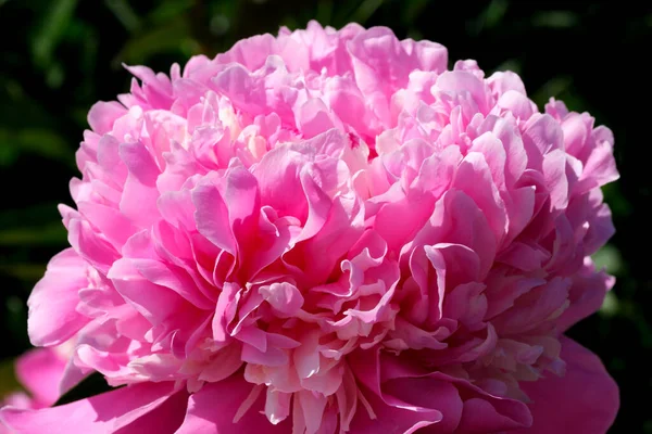 Розовый Пион Расцветает Крупным Планом Макрофотография Цветочный Яркий Цветочный Фон — стоковое фото