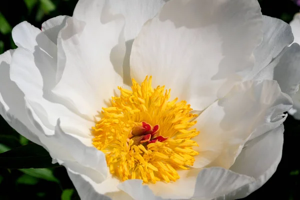 Witte Pioenroos Bloeit Close Macro Fotografie Bloemen Helder Bloemen Achtergrond — Stockfoto