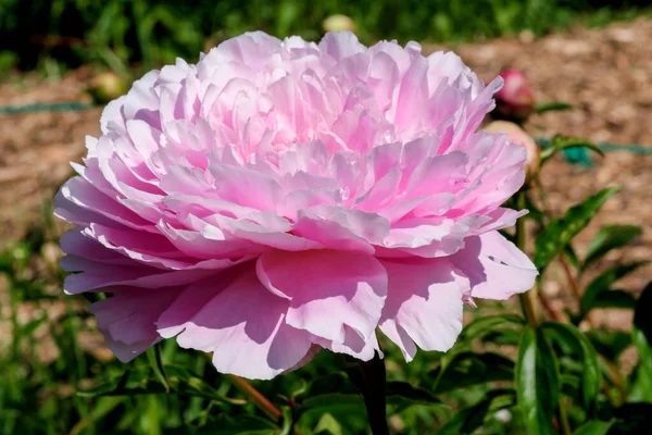 Rosa Peônia Flores Closeup Macro Fotografia Floral Brilhante Fundo Floral — Fotografia de Stock