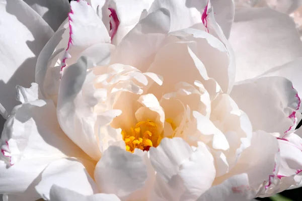 Rosa Peonia Fioriture Primo Piano Macro Fotografia Floreale Luminoso Floreale — Foto Stock