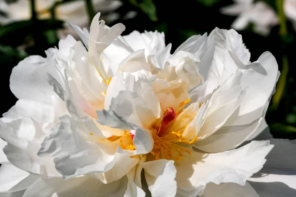 Peonia Bianca Fiorisce Primo Piano Macro Fotografia Floreale Luminoso Sfondo — Foto Stock