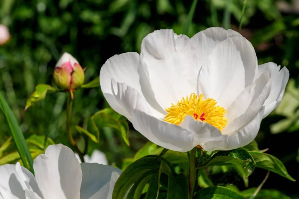 Witte Pioenroos Bloeit Close Macro Fotografie Bloemen Helder Bloemen Achtergrond — Stockfoto