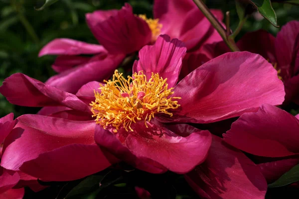 Peonía Roja Florece Primer Plano Macro Fotografía Floral Brillante Fondo —  Fotos de Stock