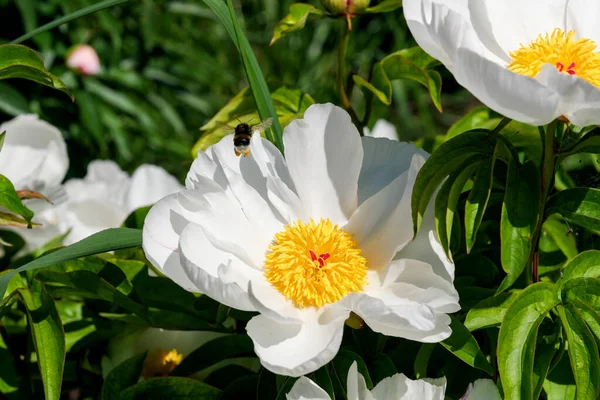 Pivoine Blanche Fleurs Gros Plan Macro Photographie Floral Lumineux Fond — Photo