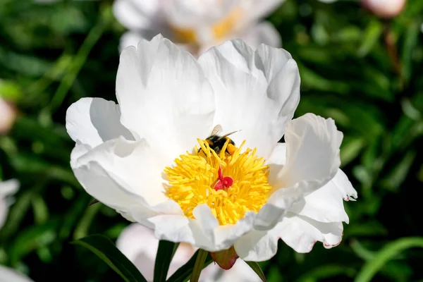Peônia Branca Floresce Close Macro Fotografia Floral Brilhante Fundo Floral — Fotografia de Stock