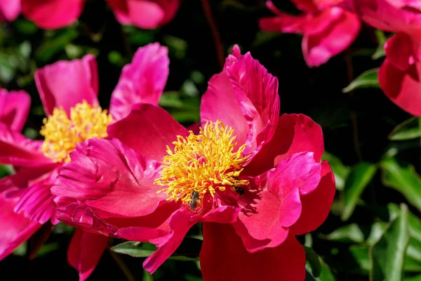 Pivoine Rose Fleurs Gros Plan Macro Photographie Floral Lumineux Fond — Photo
