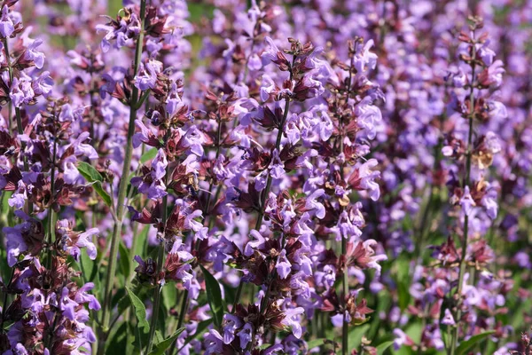 Varietal Cultivated Sage Medicinal Aromatic Herb Blooms Sunny Summer Day — Stock Photo, Image