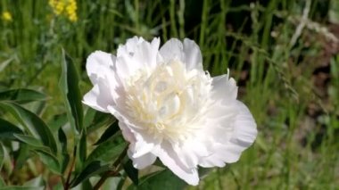 Beyaz çiçek açan şakayıklı, yakın plan bitkisel arka planı görüntüle