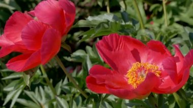 Video klip kırmızı çiçek açan şakayık yakın plan bitkisel hareket arkaplanı