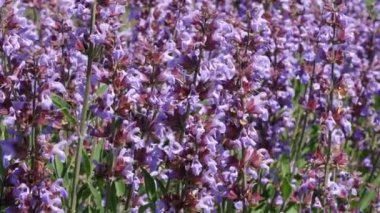 Çiçek açan adaçayı ile tam ekran yakın plan sebze hareketli video klibi