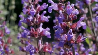 Çiçek açan adaçayı ile tam ekran yakın plan sebze hareketli video klibi