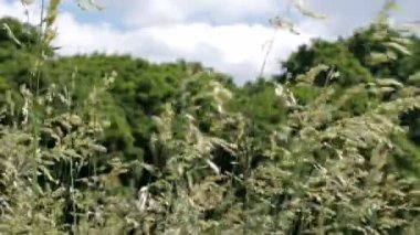 Tam ekran yakın çekim bitkisel arka planda farklı çimlerin video klibi